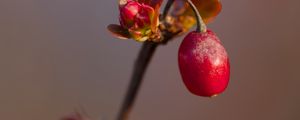 Preview wallpaper barberry, berry, branch, plant, red, macro