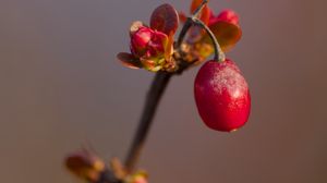 Preview wallpaper barberry, berry, branch, plant, red, macro