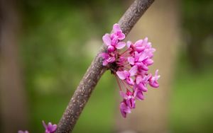 Preview wallpaper cercis canadensis, cercis, flowers, branch, spring, pink