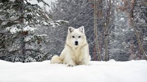 Preview wallpaper dog, wolf, forest, snow, lying