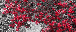 Preview wallpaper flowers, petals, trees, grass, red