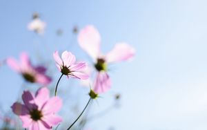 Preview wallpaper flowers, wildflowers, plants, petals, blur