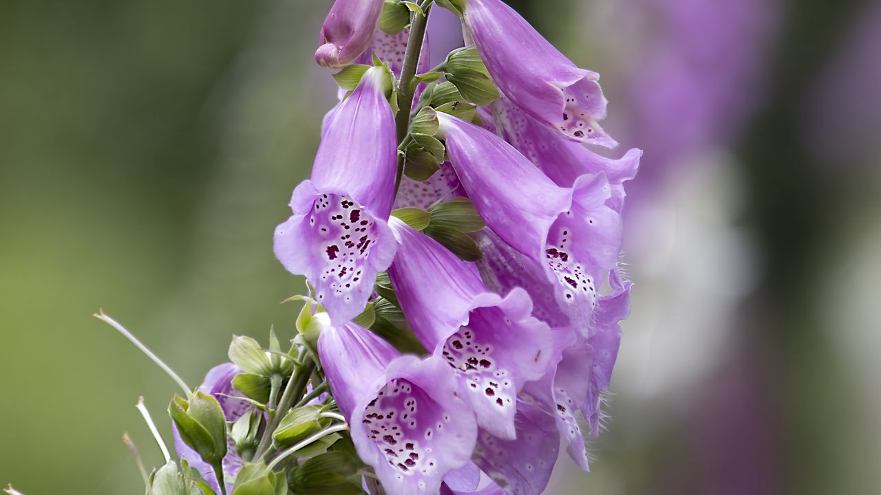 Wallpaper foxglove, flowers, purple, macro