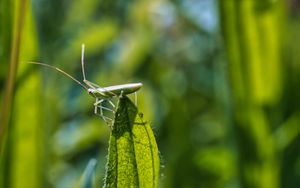 Preview wallpaper grasshopper, leaf, insect, macro, green, blur