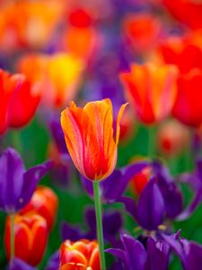 Preview wallpaper tulip, flowers, buds, red, purple, blur
